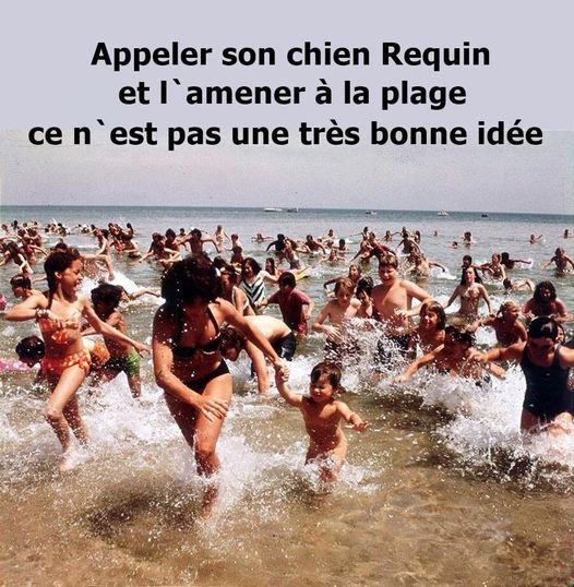 Blague   appeler son chien requin et 'amener à l aplage ce n'est pas une bonne idée