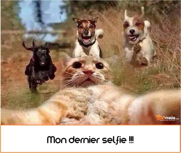 Chat   blague   mon dernier selfie