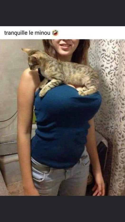 Blague   Chat   chat sur les seins d'un efemme tranquil le minou