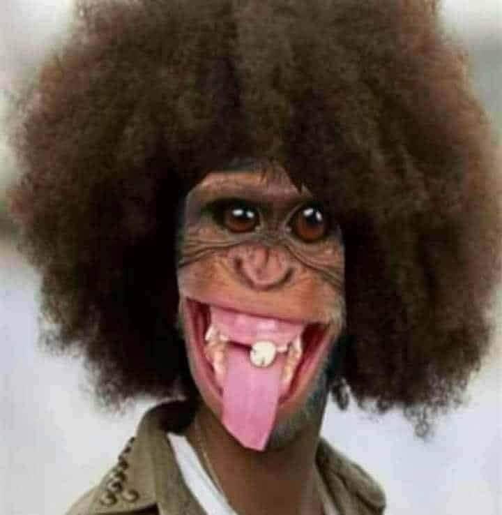 Blague   caricature   jeux d'image   singe qui tire la langue avec cheveux long bouclé