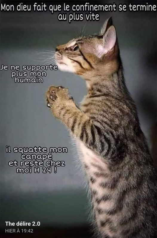 Blague   chat   mon Dieu fait que se confinement se termine au plus vite   je ne supporte plus mon humain il squatte mon canapé et reste chez moi 24 h