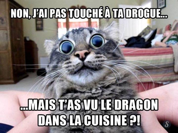 Blague   chat   non je n'ai pas toucher à ta drogue mais tu as vu le dragon dans la cuisine