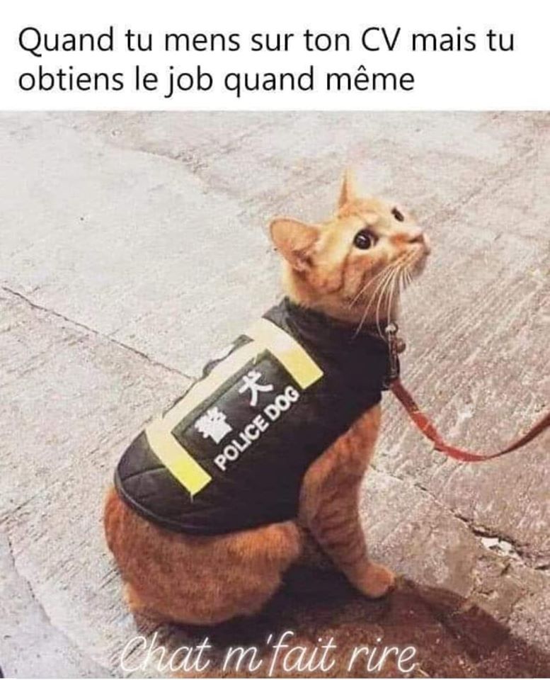 Blague   chat   quand tu ment sur ton cv mais tu obtient le job qand même   chat avec tenu policedog