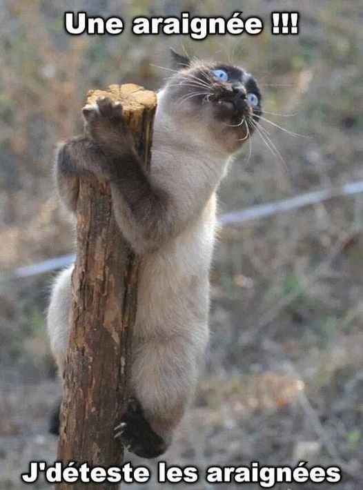 Blague   chat   une araigné je déteste les araignées