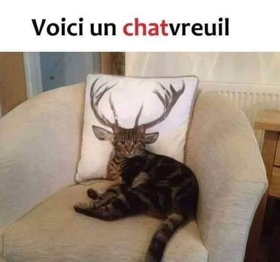 Blague   chat   voici un chatvreuil