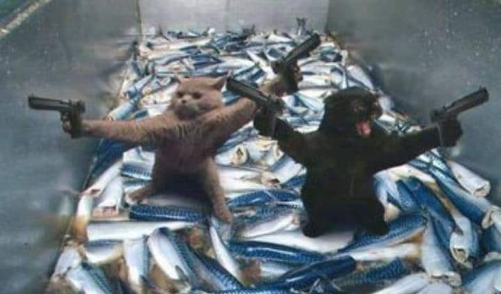 Blague   chat qui protege leur poisson