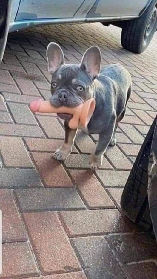 Blague   chein avec sex toy dans la bouche