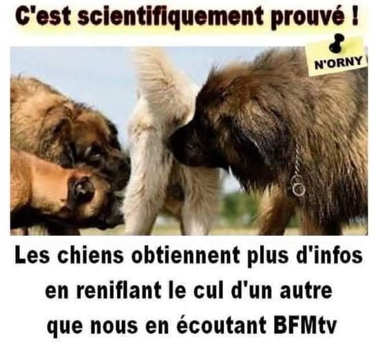 Blague   chien   obtiennent plus d'information en reniflant le cul d'un autre que nous en écoutant bfm