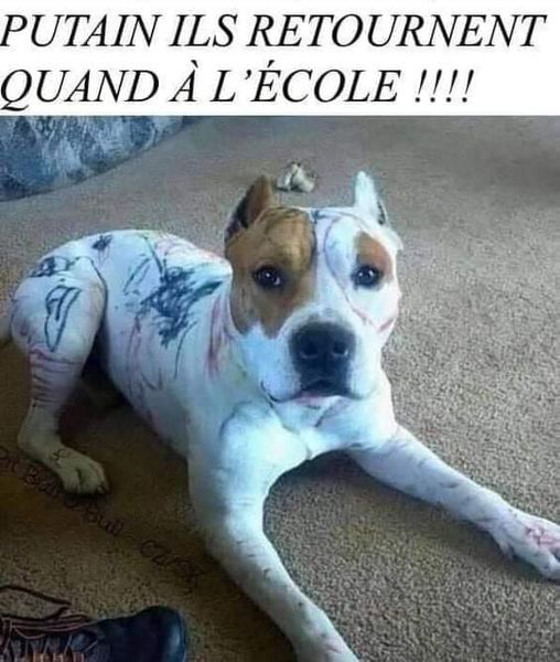 Blague   chien taguer