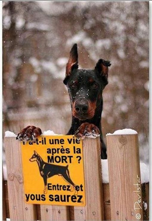 Blague   chien=doberman y a t il une vie après la mort   entrez et vous saurez