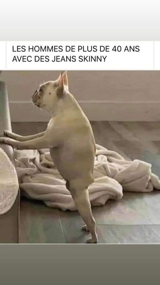 blague   caricature   chien   les hommes de plus de 40 ans avec des jeans skinny