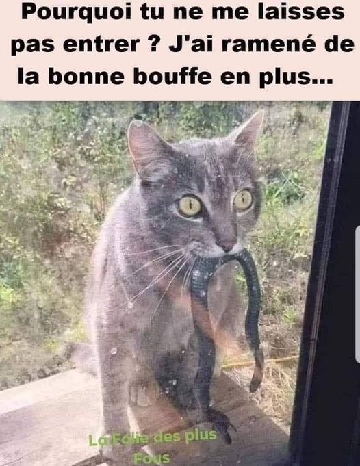 blague   chat   a la chasse avec un serpent dans la bouche=gueule et dit pourquoi tu ne me laisses pas entrer,j'ai ramener de la bonne bouffe en plus