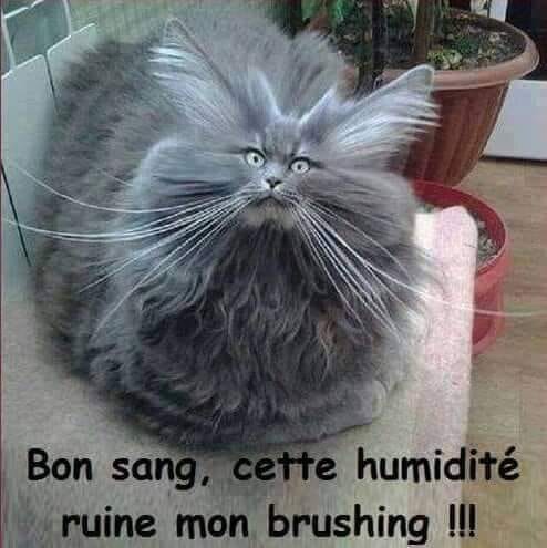 blague   chat   bon sang,cette humidité ruine mon brushing