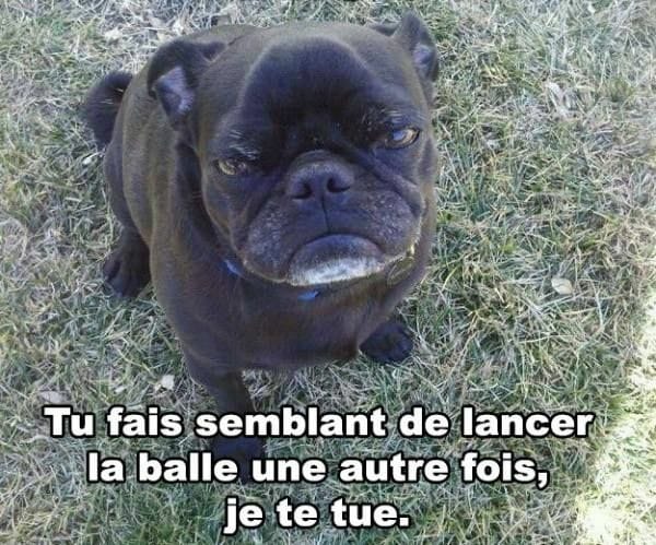 blague   chien qui dit si tu fais semblant de lancer,la balle une autre fois, je te tue