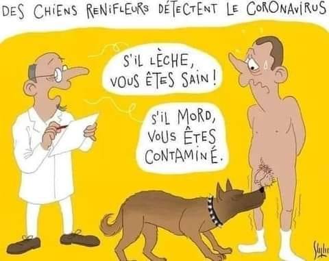 blague   chien renifleur   s'il lèche vos couilles vous êtes sains si il mord vous couille vous êtes contaminé