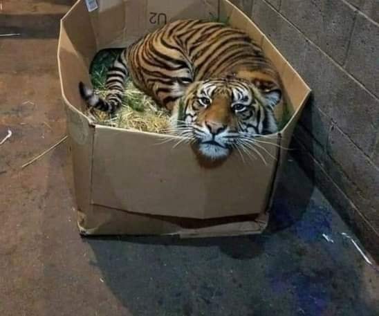 Blague   donne petit chat mignon calin qui a son caractère