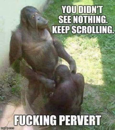 Blague   faune   animaux   insolite   2 singes dont l'un qui suce l'autre