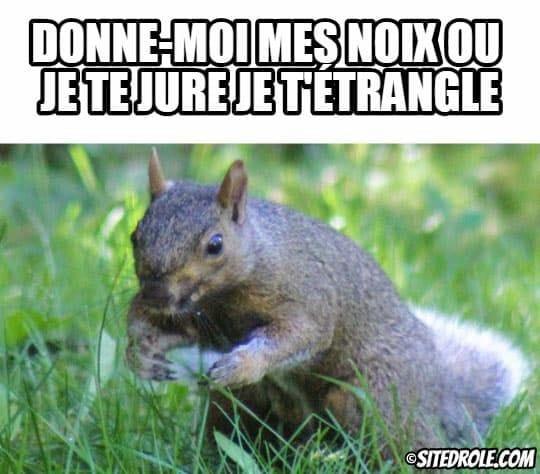 Blague   faune   écureuil   donne moi mes noix ou je te jre je t'étrangle