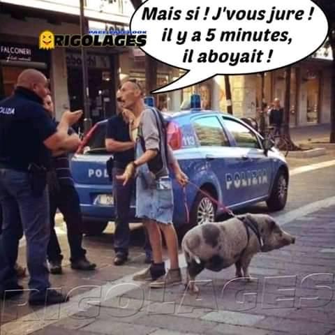 Blague   homme dans l arue qui promène un cochon