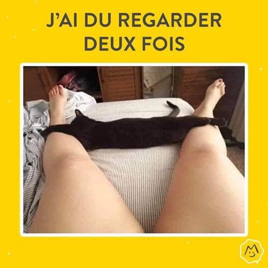 Blague   j'ai du regarder 2 fois   chat alooongé entre les jambes