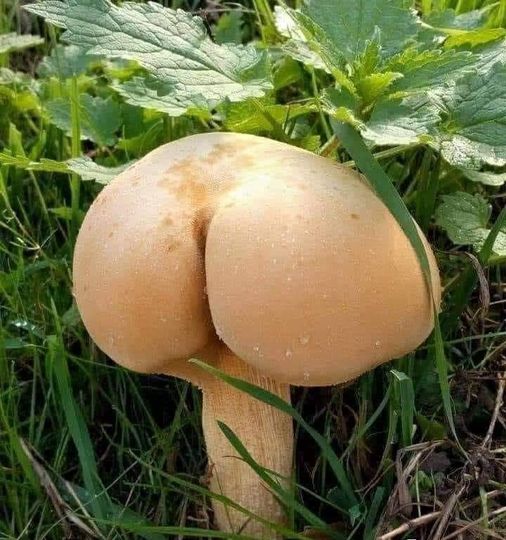 Blague   je me demande quelle gout à ce champignon