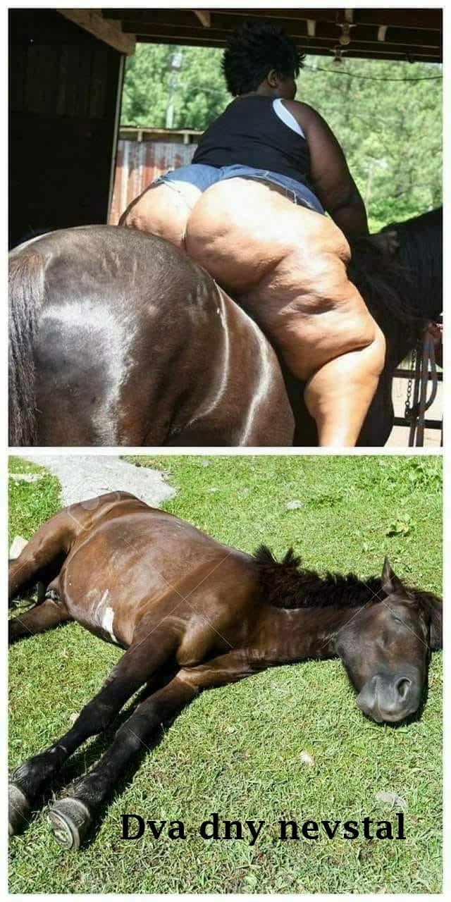 Blague   mort   cheval qui n'a pas pu supporter le poid d'une femme grosse