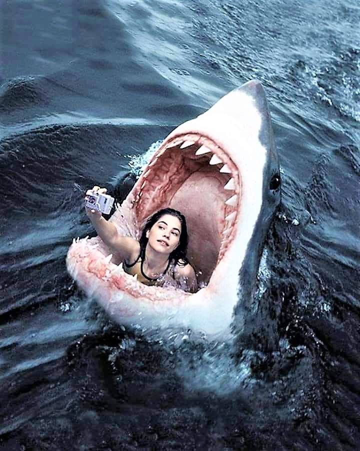 Blague   mort   fermme dans la gueule=bouche ouverte d'un requin