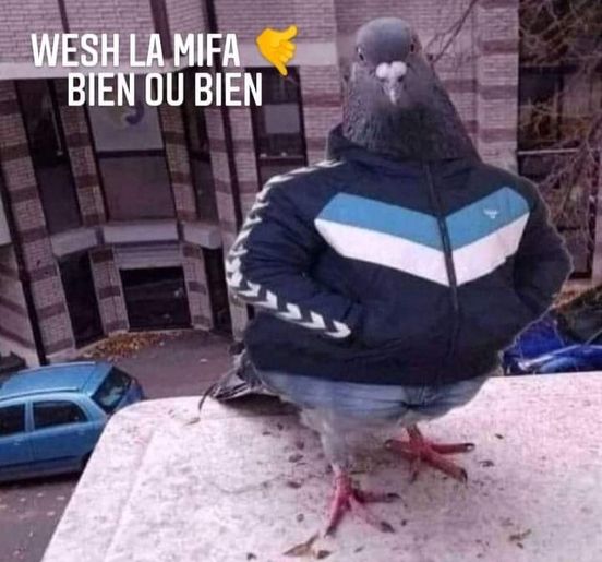 Blague   pigeon   wesh la mifa bien ou bien dit le pigeon en survêtement