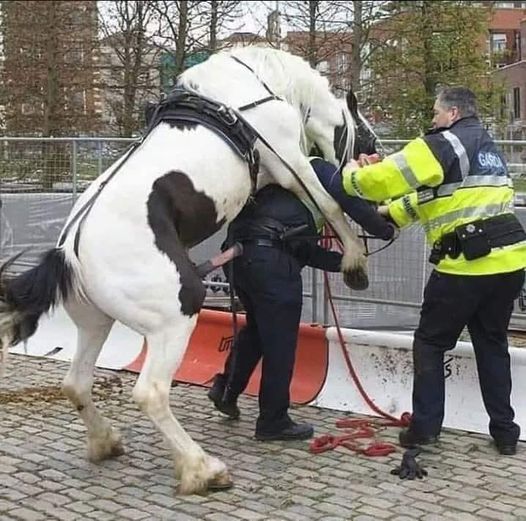 Blague   policier anglais qui se fait enculer par son cheval