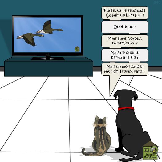 Blague   politique   télévision   le chien dit au chat ça faitun bien fou ba quoi pba ne plus voir trump à la télévision