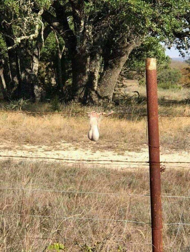 Blague   sexe   paire de couille sur barbelé