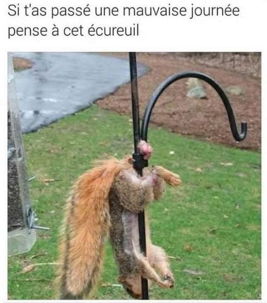 Blague   si tu as passée uen mauvaise journée pense a cet ecureuil