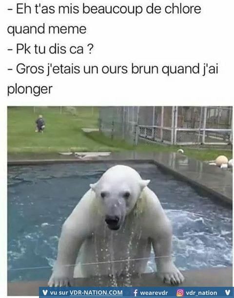 Blague   t'as mis beaucoup de chlore   pourquoi tu dis ça j'était un ours brun quand j'ai plongé