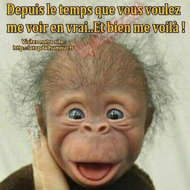 Blague   tete de singe   depuis le temps que vous voulez me voir en vrai et bien me voila