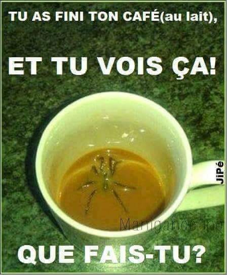 Blague   tu as fini ton café au lait et tu vois ça = un earaigné au fond de ta tasse que fais tu