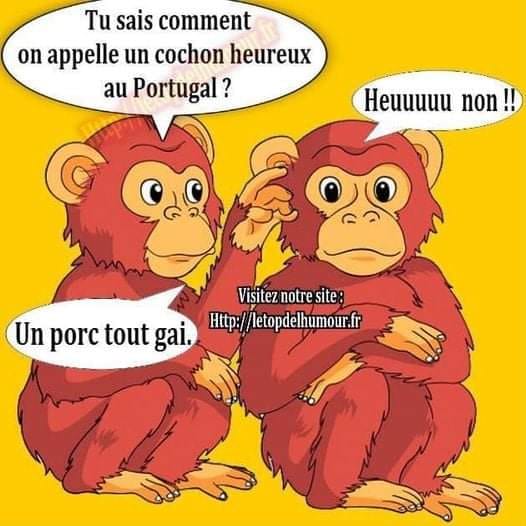 Blague   tu sais comment on apelle un cochon heureux au portugal   heu non   réponce   un porc tout gai