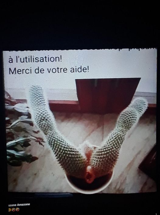 Blague   vacttus en forme de jambe en l'air avec anus et bite