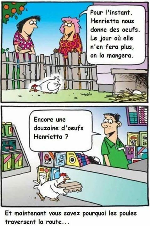 Humour   poule