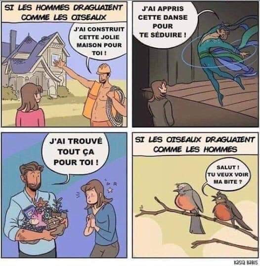 Sexe   blague   si les hommes draguait comme les oiseaux j'a construit cet maison pour toi j'ai appris cet danse pour toi j'ai trouvé tout ça pour toi