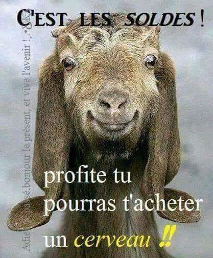 Blague   jeux de mot   c'est les soldes profite tu pourras t'acheter un cerveau