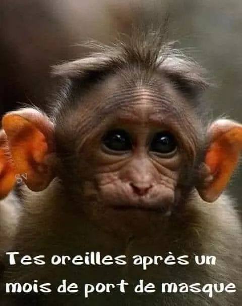 Blague   jeux de mots et d'images   tes oreilles après un mois de port de masque 