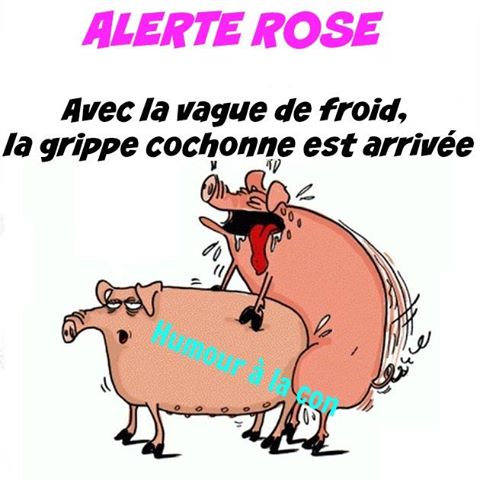 avec la vague de froid la grippe cochonne est arrivé