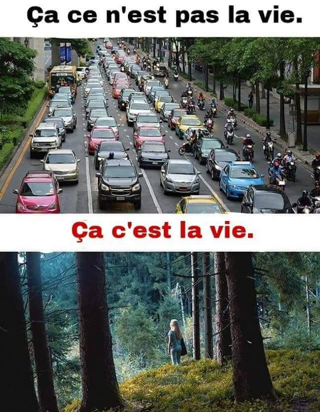 Vie   caricature   ça ce n'est pas la vie voiture en ville bouchon une forêt ça c'est la vie