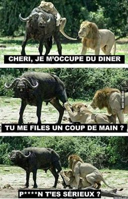 Animaux   caricature   blague   sexe   lionne qui chasse pour le diner