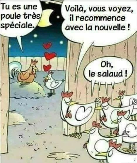 Caricature   coq qui drague   tu es une  poule très spéciale   voila vous voyez il recommence avec la nouvelle   oh le salaud