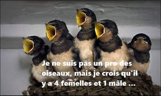 Caricature   je ne suis pas un pro de oiseaux mais je crois il y a 4 femmes et un homme