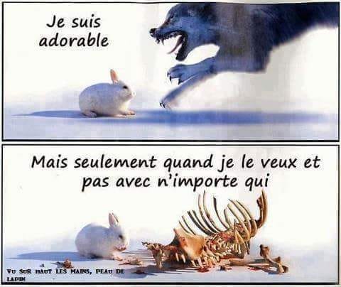 Caricature   je suis adorable   mais seulement quand je le veux et pas avec n'importe qui