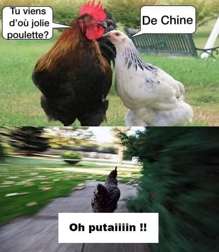Caricature   jeux d'image   tu viens d'oujoliepoulette   de chine   et le coq qui s'enfuie