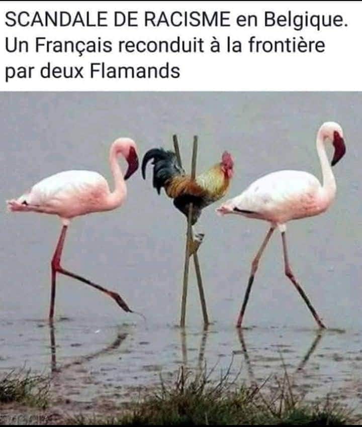Caricature   jeux de mot et d'image   scandale racisme en belgique un français=coq reconduit à la frontière par2 flamands