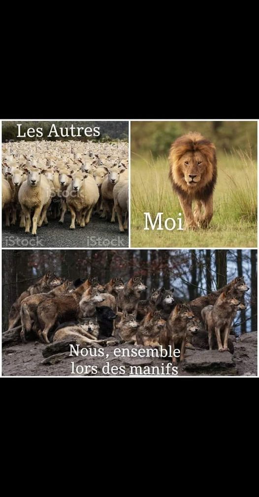 Caricature   les autres=mouton   moi=Lion   nous ensemble lors des manifs=Loups